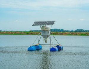 Shrimp feeding motor